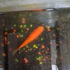 adoptable Fish in  named *PERCIVAL