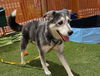 adoptable Dog in  named ROKY
