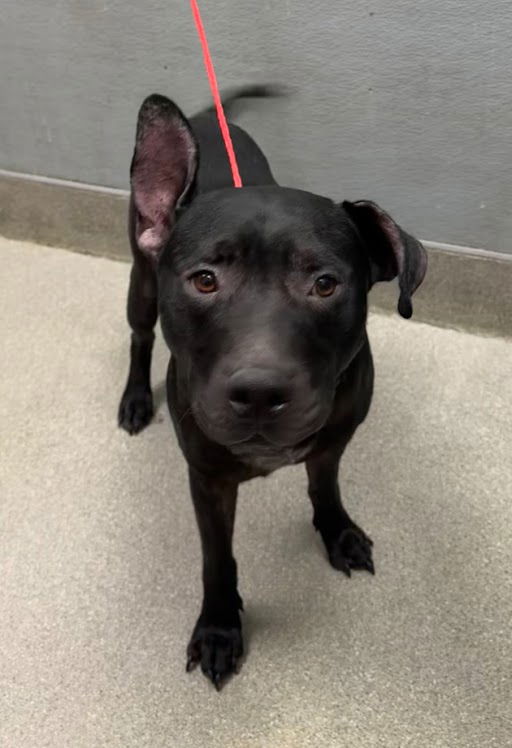 adoptable Dog in Las Vegas, NV named SMURK