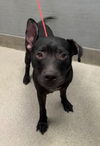 adoptable Dog in , NV named SMURK