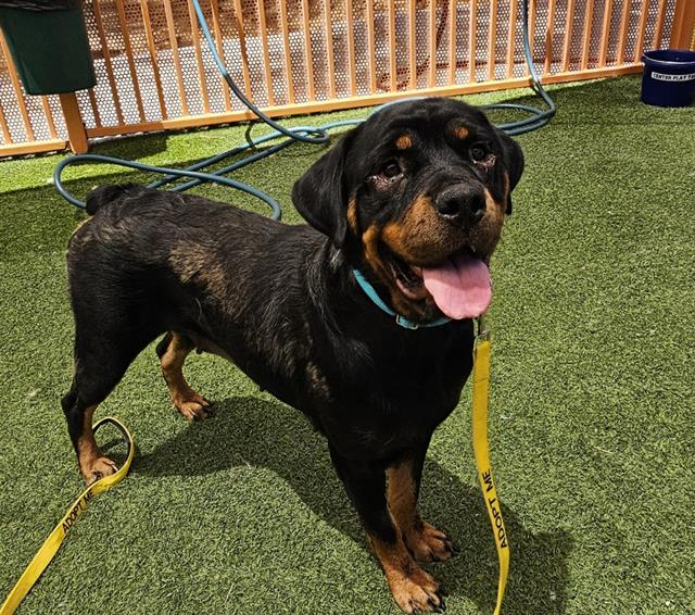 adoptable Dog in Las Vegas, NV named *WOOFY GOLDBERG