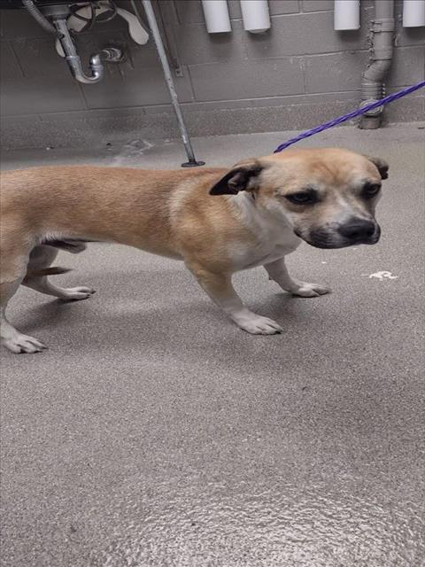 adoptable Dog in Las Vegas, NV named *BUFORD