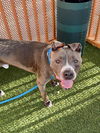 adoptable Dog in Las Vegas, NV named MAJOR