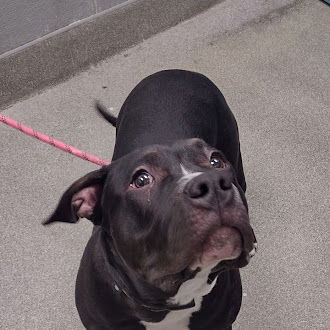 adoptable Dog in Las Vegas, NV named *MUMBLE