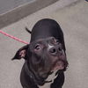 adoptable Dog in Las Vegas, NV named *MUMBLE