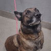 adoptable Dog in  named *IMPALA