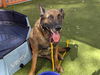 adoptable Dog in Las Vegas, NV named *IMPALA