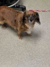 adoptable Dog in  named *WINIFRED