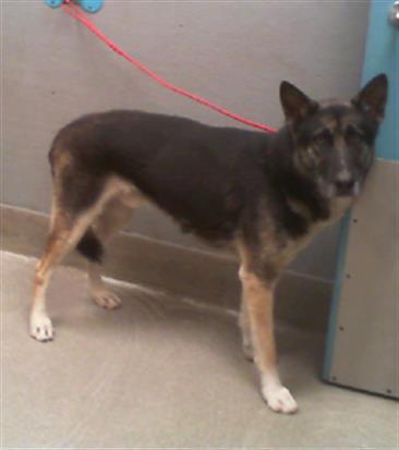 adoptable Dog in Las Vegas, NV named *SQUIGGY