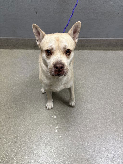 adoptable Dog in Las Vegas, NV named MILO