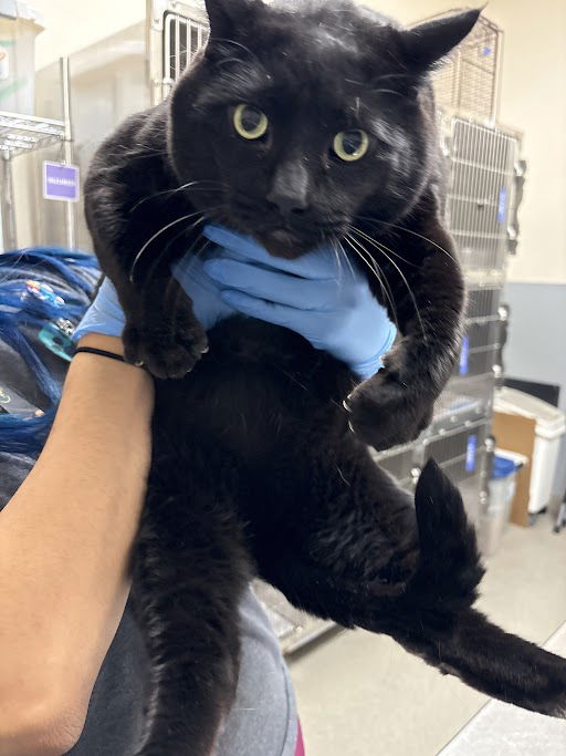adoptable Cat in Las Vegas, NV named ZACKERY BINKS