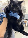 adoptable Cat in , NV named ZACKERY BINKS