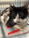 adoptable Cat in , NV named *BINDI