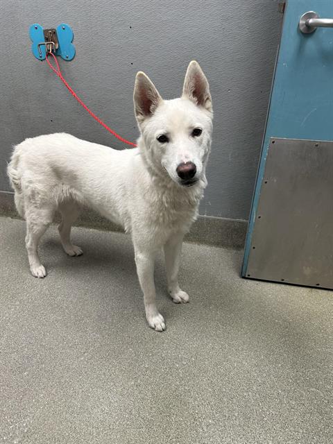 adoptable Dog in Las Vegas, NV named STELLA