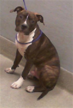 adoptable Dog in Las Vegas, NV named *GREG
