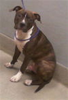 adoptable Dog in , NV named *GREG