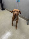 adoptable Dog in , NV named *BOBA TEA