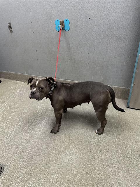 adoptable Dog in Las Vegas, NV named *IVY ROSE