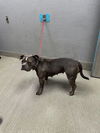 adoptable Dog in  named *IVY ROSE