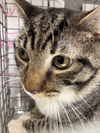 adoptable Cat in , NV named *MCQUEEN