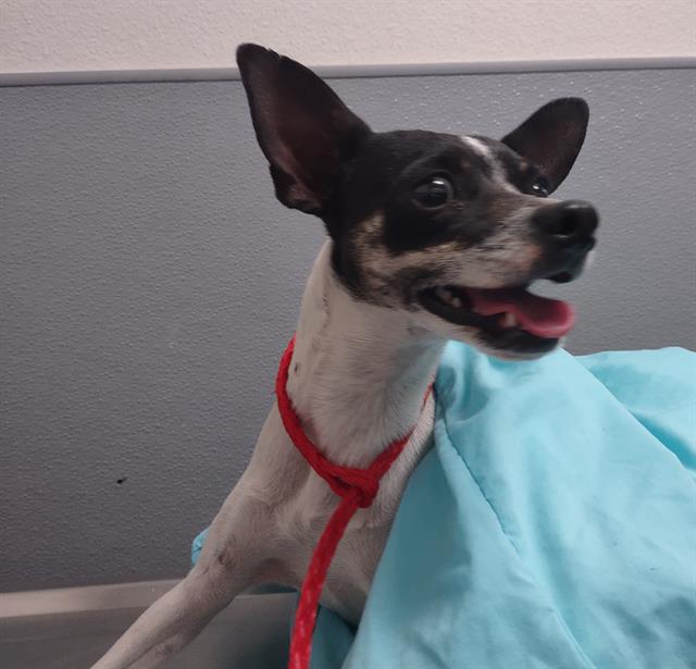 adoptable Dog in Las Vegas, NV named *SEBASTIAN
