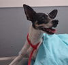 adoptable Dog in  named *SEBASTIAN