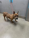 adoptable Dog in , NV named *THOR
