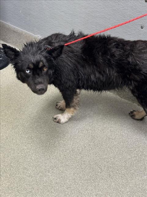 adoptable Dog in Las Vegas, NV named *BUGSY