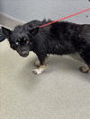 adoptable Dog in , NV named *BUGSY