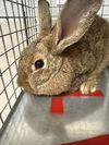 adoptable Rabbit in  named *HOP