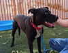 adoptable Dog in Las Vegas, NV named *DYLAN