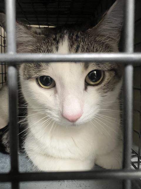 adoptable Cat in Las Vegas, NV named *DUDLEY