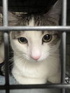 adoptable Cat in Las Vegas, NV named *DUDLEY