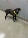 adoptable Dog in Las Vegas, NV named *BETHANY