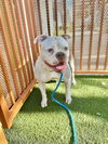 adoptable Dog in Las Vegas, NV named *MYSTIC