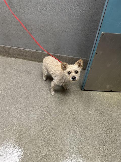 adoptable Dog in Las Vegas, NV named *CHEERIO
