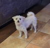 adoptable Dog in , NV named *CHEERIO