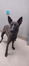 adoptable Dog in  named *JUPITER