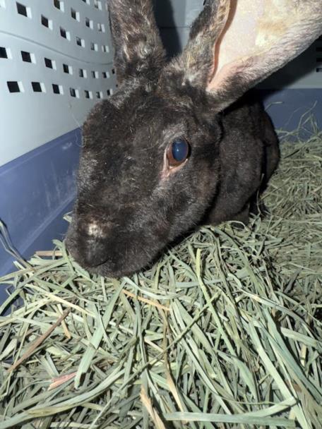 adoptable Rabbit in Las Vegas, NV named *CLUMSY