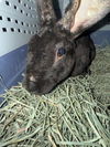 adoptable Rabbit in  named *CLUMSY