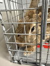 adoptable Rabbit in  named *SANDY
