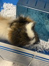 adoptable Guinea Pig in  named FIONA