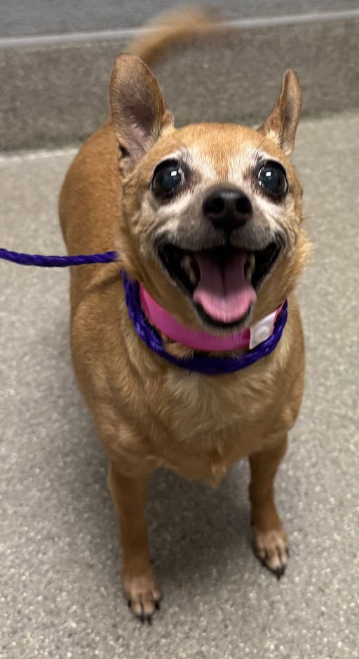 adoptable Dog in Las Vegas, NV named RANGEL