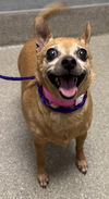 adoptable Dog in  named RANGEL