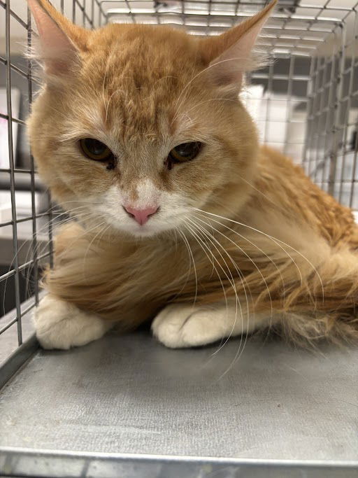 adoptable Cat in Las Vegas, NV named *TOBBS