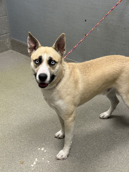 adoptable Dog in Las Vegas, NV named CHARLIE