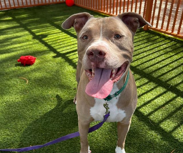 adoptable Dog in Las Vegas, NV named BAMBAM