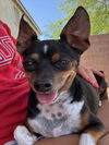 adoptable Dog in  named HOBSIN