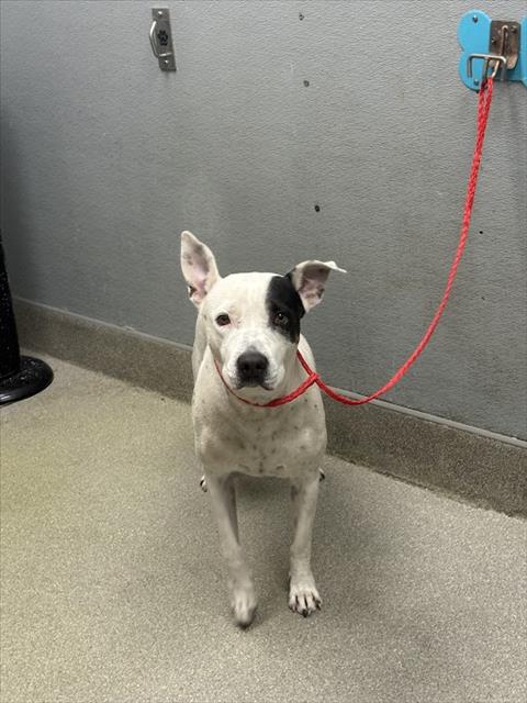 adoptable Dog in Las Vegas, NV named KIERRA