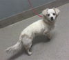 adoptable Dog in  named PRADA